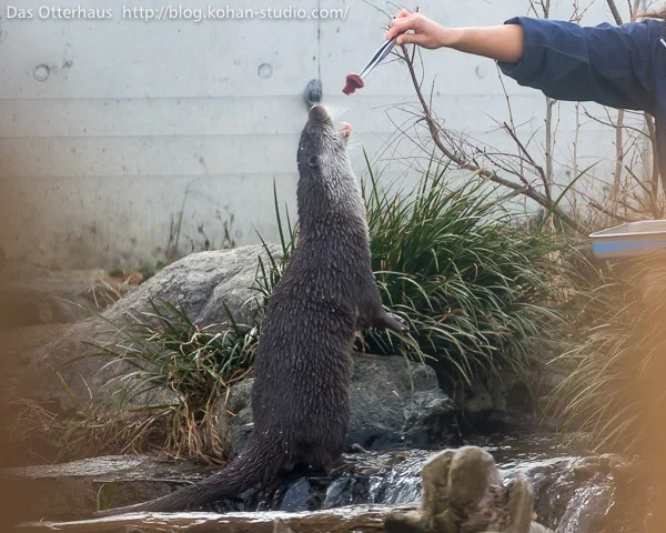 Drop It... Drop It Now, Human