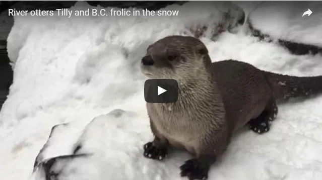 Otters Have the Best Time in the Snow