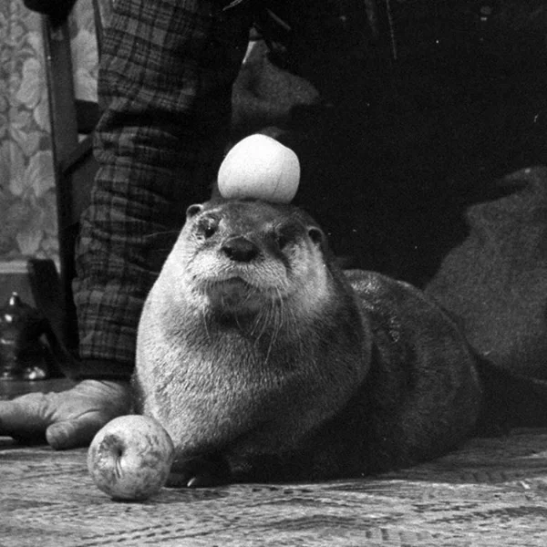 Otter Is So Good at Balancing Things
