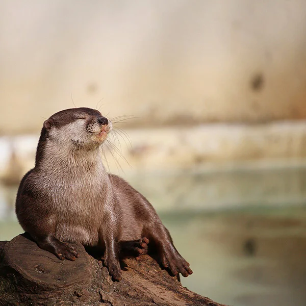 Otter Basks in the Moment