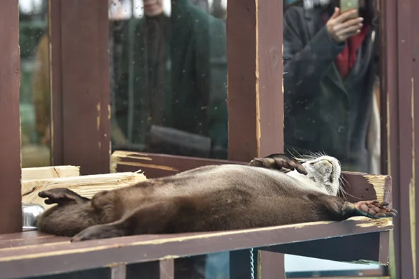Otter Had a Long Night of Celebrating Last Night