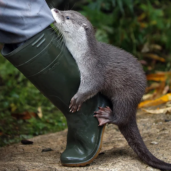Otter Hitches a Ride with Human