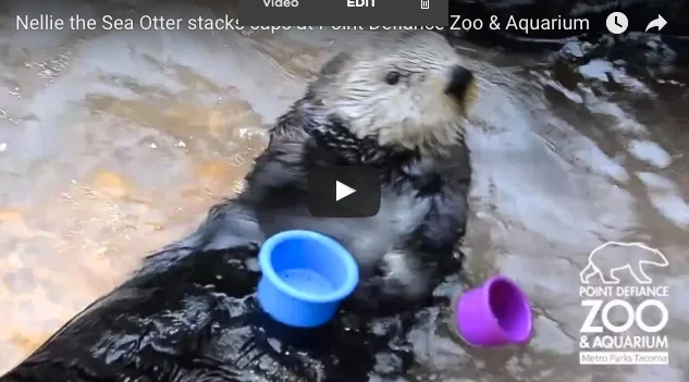 Sea Otter Nellie Stacks Cups