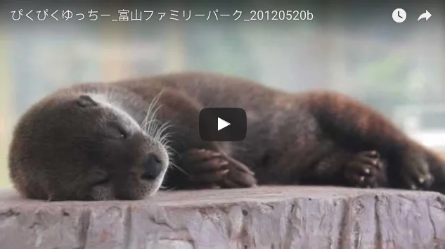 Otter’s Whiskers and Paws Twitch during a Nap
