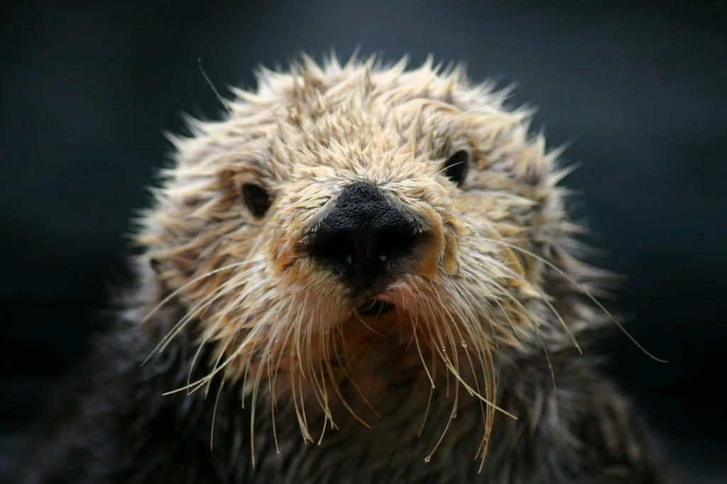 Monterey Bay Aquarium Remembers Otter “Super Mom”