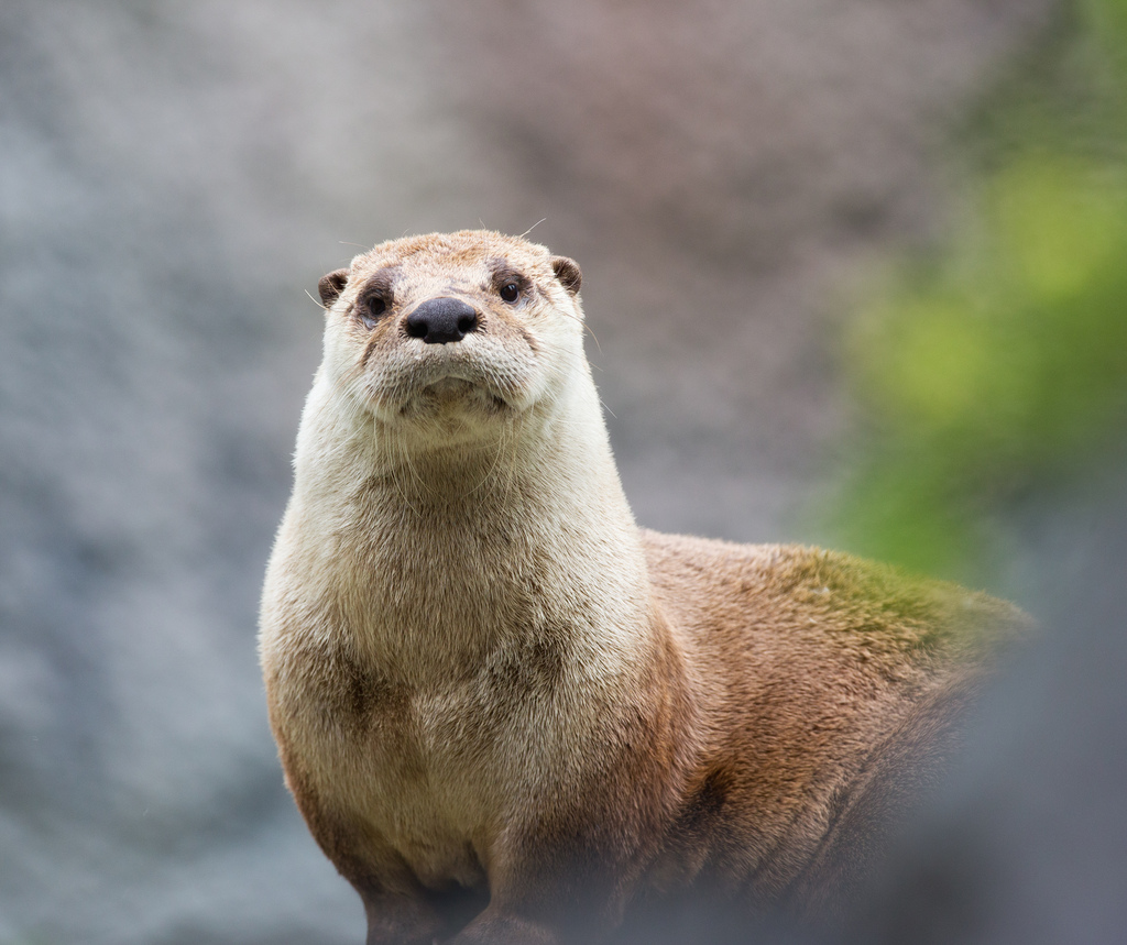 Curious Otter Watches Photographer