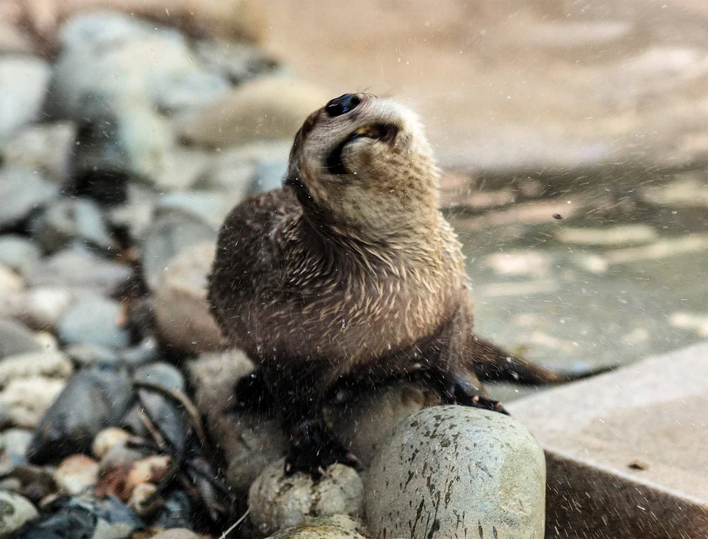 Otter Has a Good Shake to Dry Off