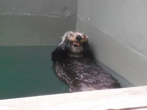 Otter Has a Cheek Rub and Teeth Cleaning
