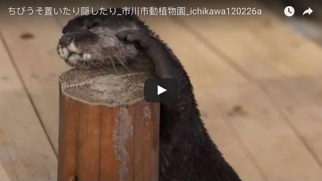 Otter Wants His Rock Down, Now Up, Now Down