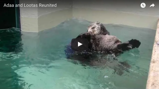 Sea Otter Friends Are Reunited!