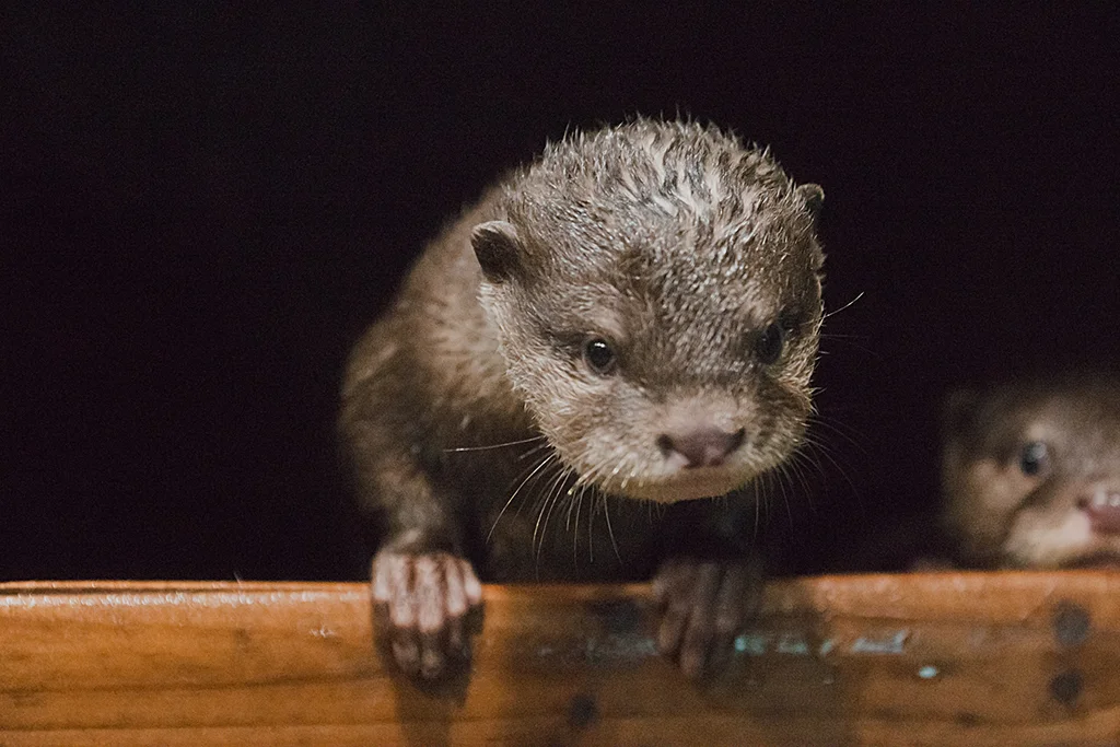 Otter Pup Leans Out the Window