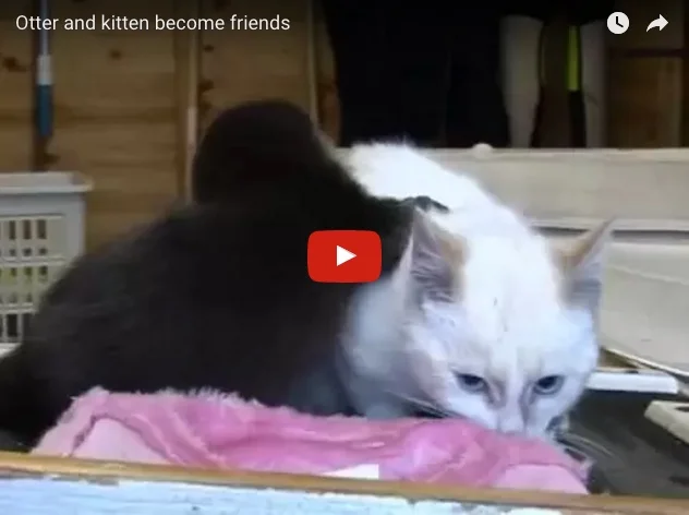 Otter Pup and Cat Become Friends!