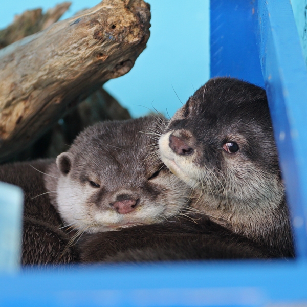 snuggle otter