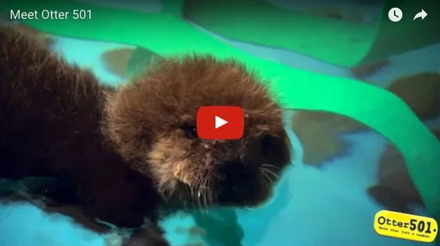 Baby Otter Squeaks When Introduced to Water
