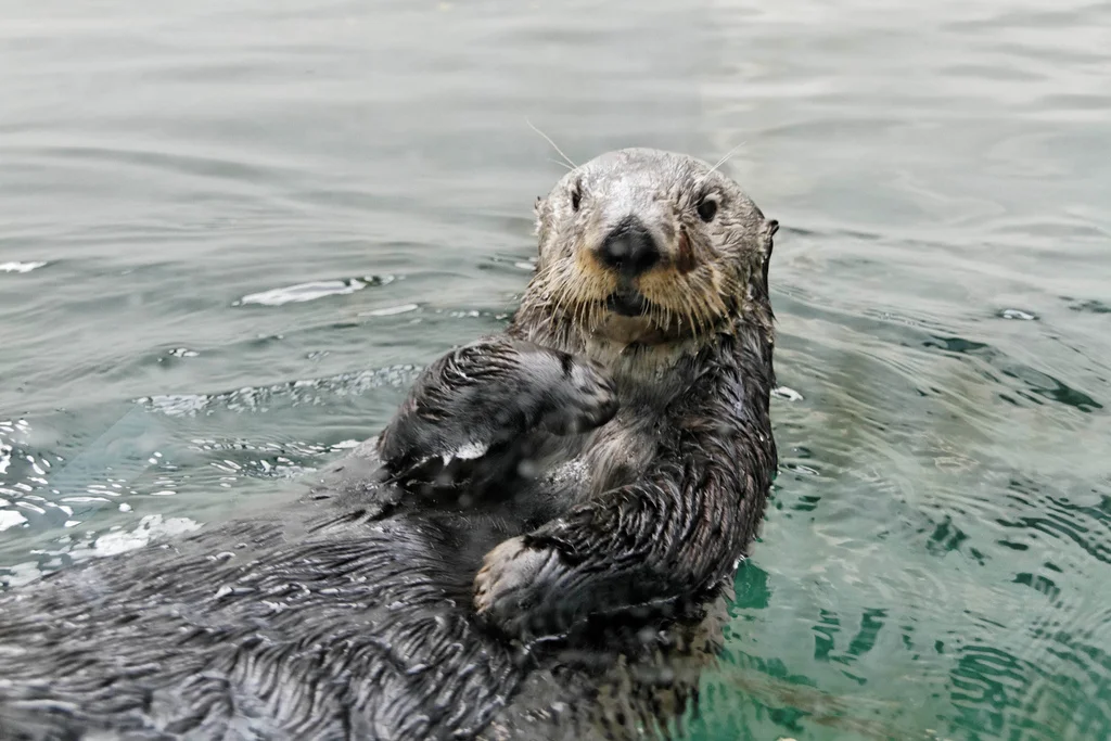 Who, Me?