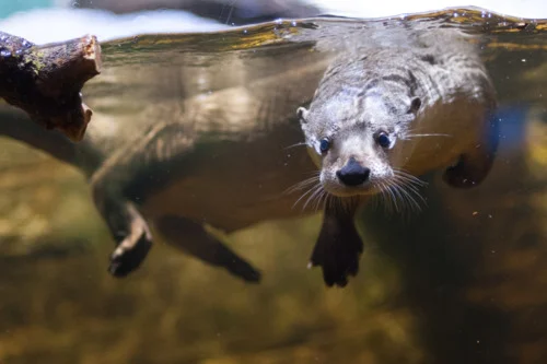 Otter Does a Water Dance
