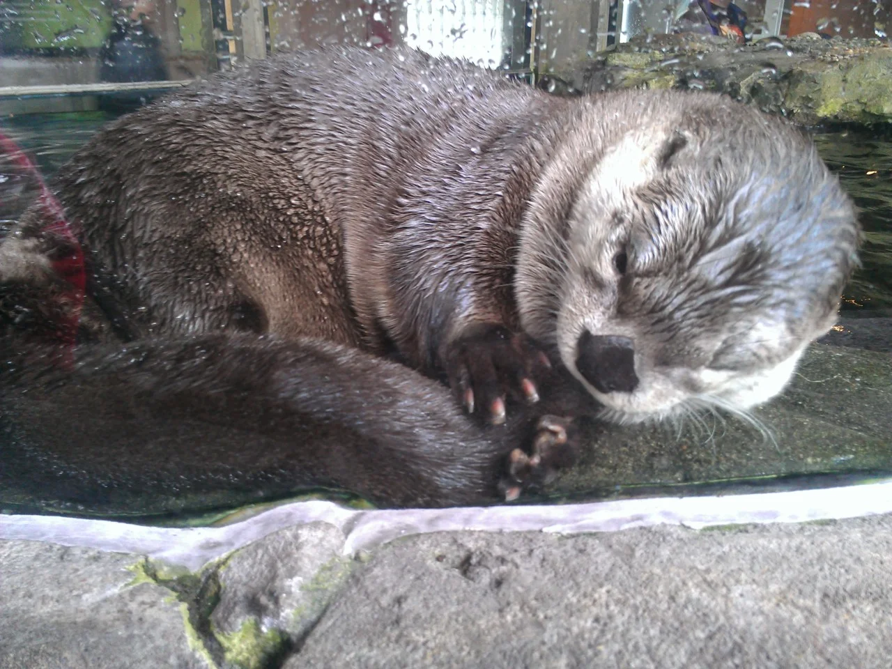 Otter Noms His Tail