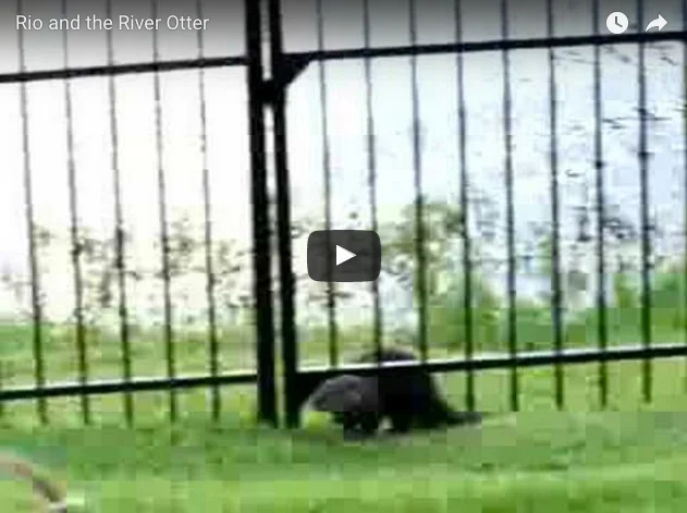 Video: River Otter Makes Friends with a Dog!