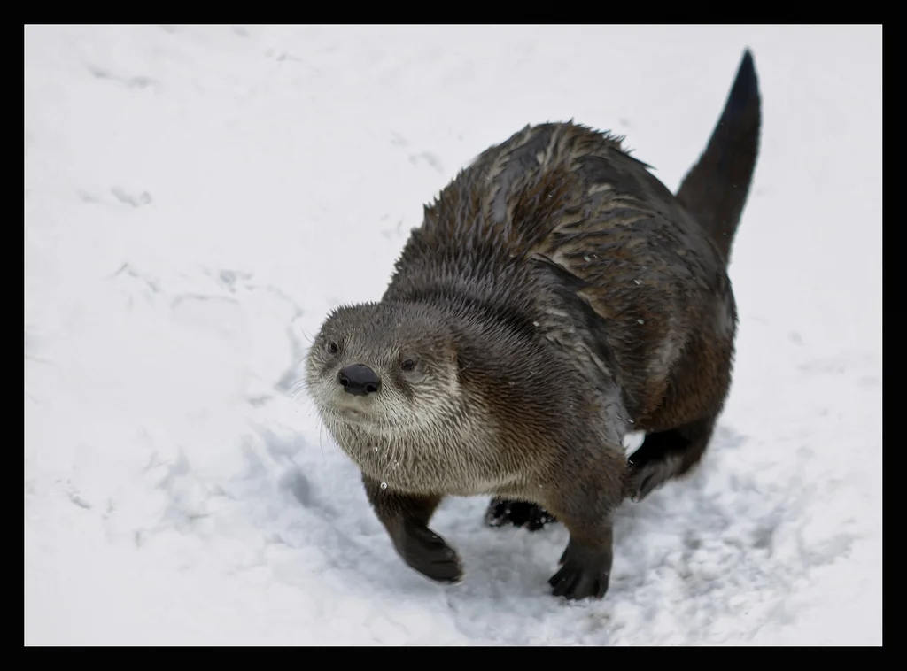 Otter Runs Through the Snow