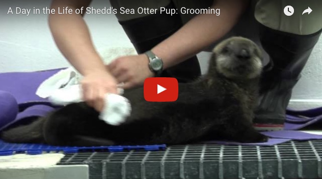 Sea Otter Pup Cayucos Gets Help Grooming Herself