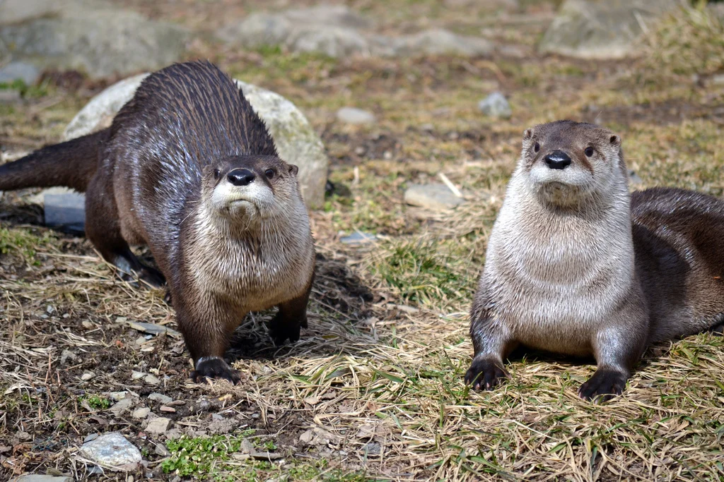 Otters Han and Leia Pose for Photos