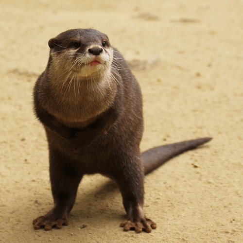 Dancing Otter GIF — The Daily Otter
