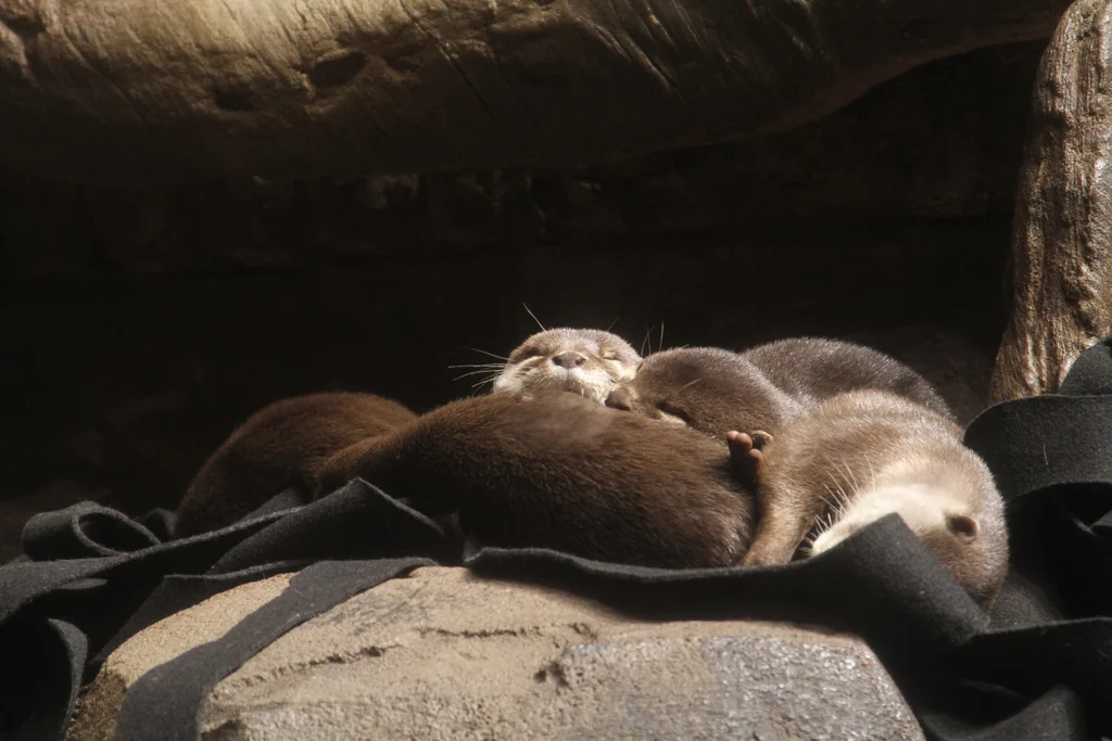 Nothing More Relaxing than a Nap with Friends in the Sunlight