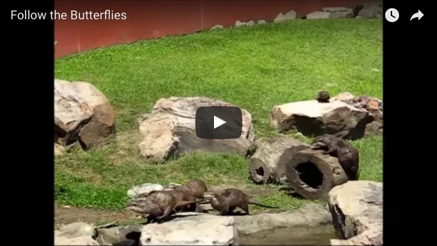 Otters Chase a Butterfly