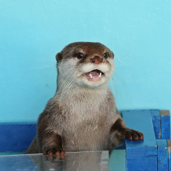 I Can Help the Next Otter in Line!