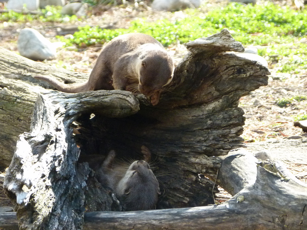 Otters' Game of Hide and Seek Is Over