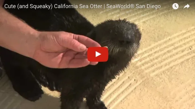 Rescued Baby Sea Otter Is Super-Squeaky!