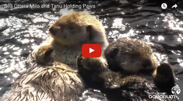 Otters Milo and Tanu Hold Hands