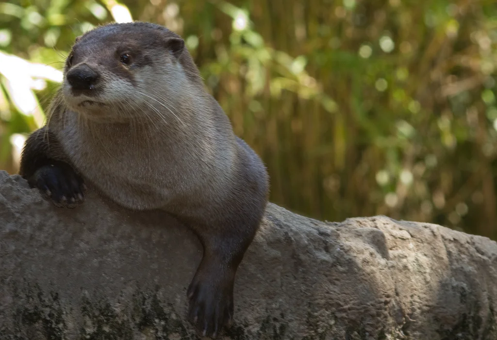 Otter Climbs Over a Log to Get a Better Look