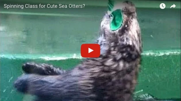 Spinning Class for Sea Otters