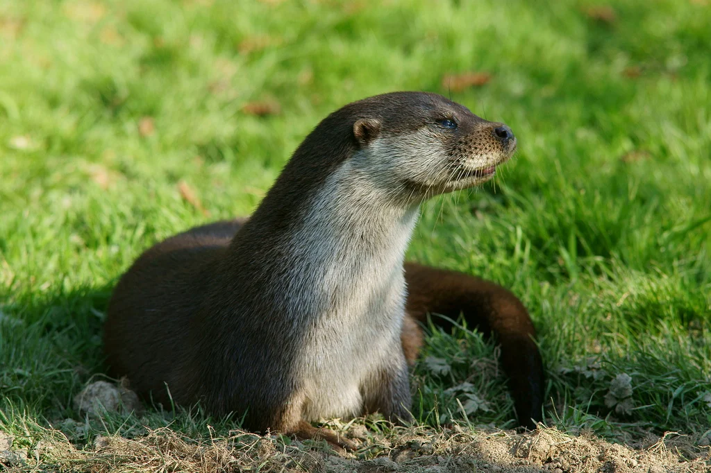 Sulking Otter