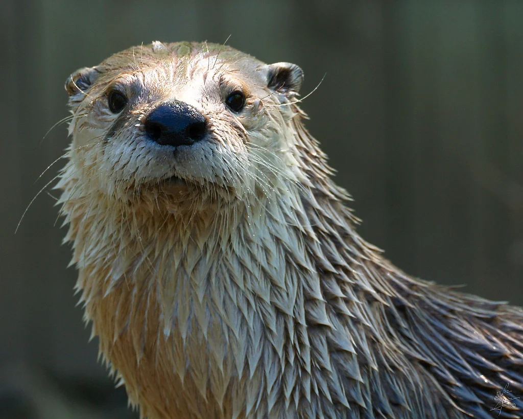Otter Will Look You Straight in the Eye