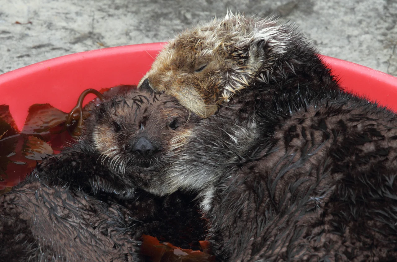 Cuddle Time in the Wading Pool