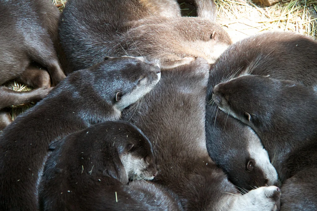 Otters in Cuddle Puddle