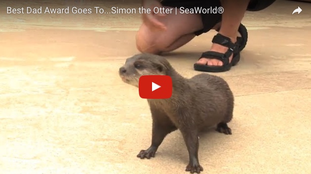 Belated Father's Day Video: Simon the Otter Gets the Best Dad Award!