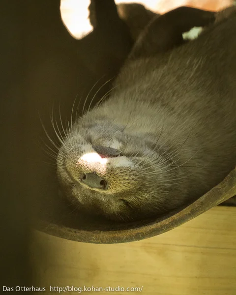 Otter Takes a Nap in His Ottertube