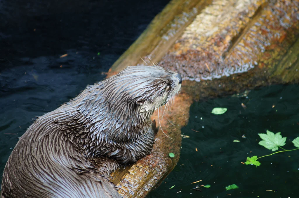 Otter Takes a Break on a Log
