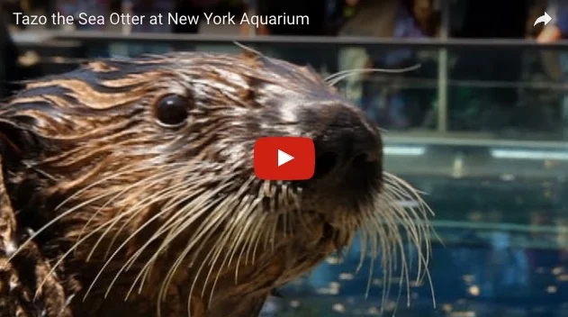 Tazo the Otter Is the Center of Attention