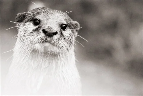 Lovely Otter Portrait