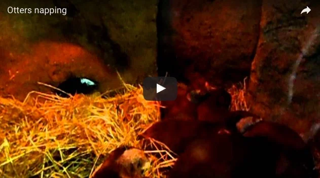 Otters Form a Post-Lunch Napping Pile