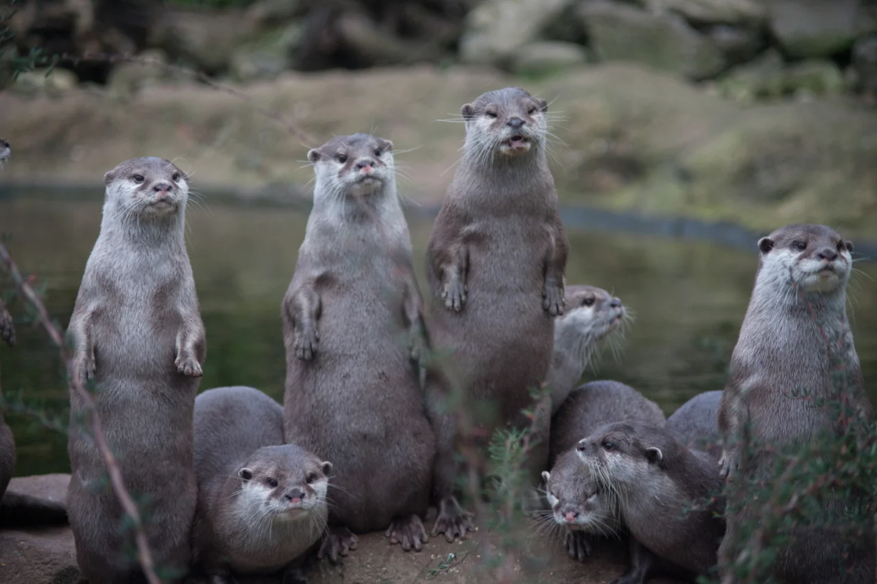 Are They Coming with Dinner?