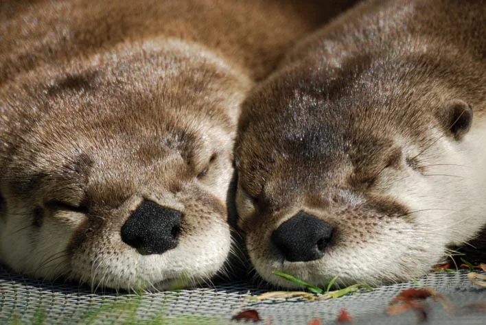 It's Always Nicer to Nap with a Friend