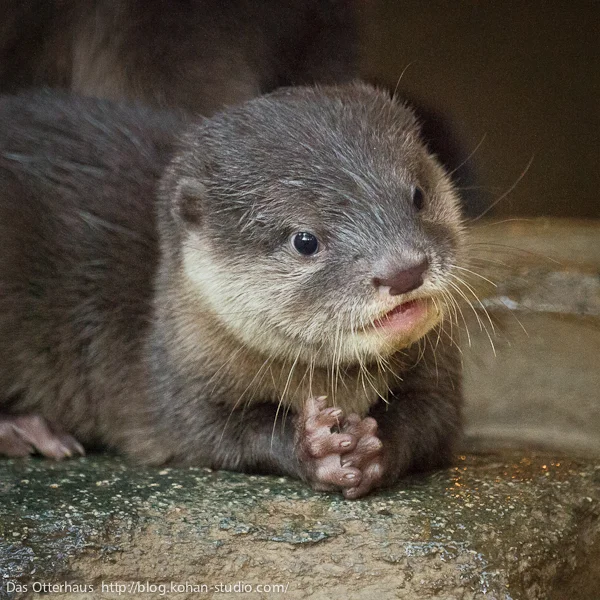How Fascinating! Tell Me More!