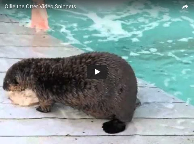 Video Snippets of Ollie the Otter