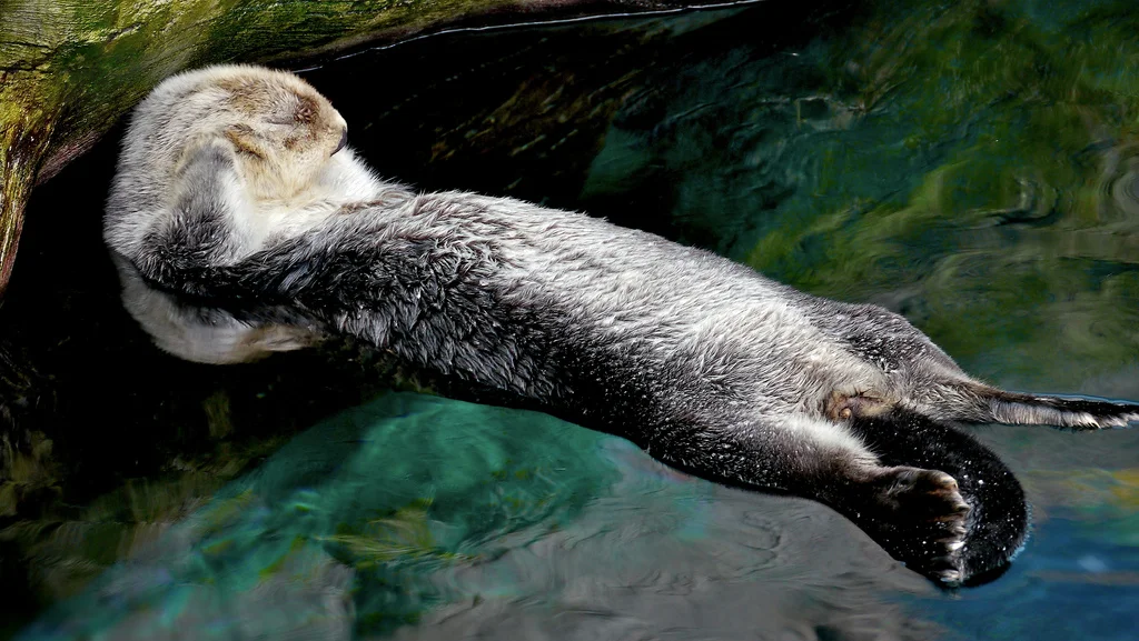 Otter Can't Heeeaaar Yooou