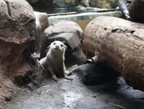 Newcomer Otter is Shy